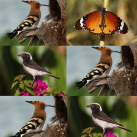 events lefksoia-diachroniki-gallery